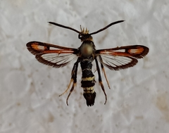 Bembecia fokidensis