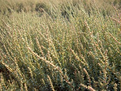 Suaeda acuminata