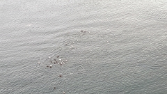 Somateria mollissima