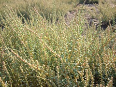 Suaeda acuminata