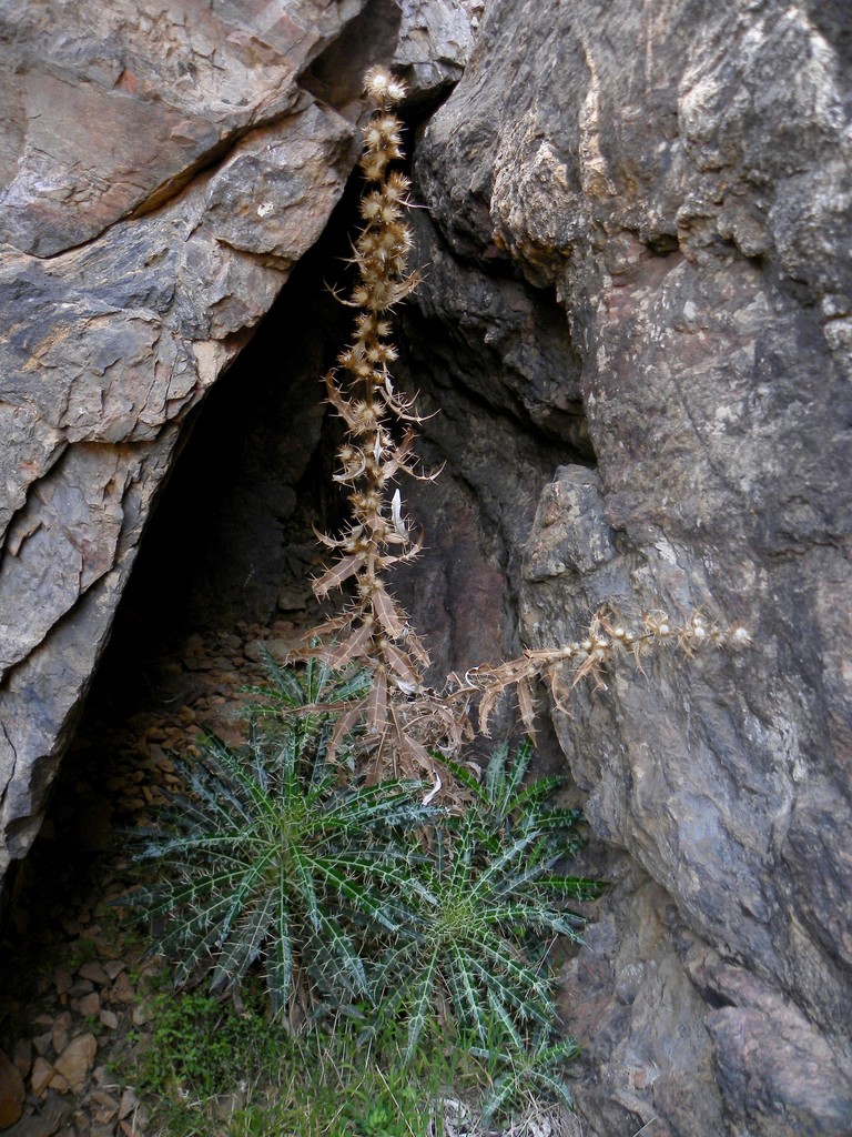 Ptilostemon dyricola