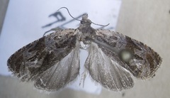Olethreutes clavana