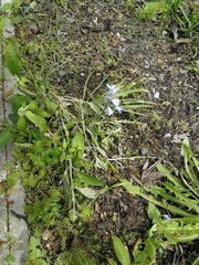 Hyacinthoides non-scripta