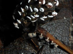 Diderma hemisphaericum