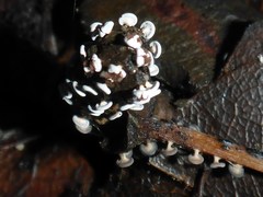 Diderma hemisphaericum