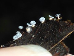 Diderma hemisphaericum