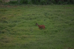 Tragelaphus spekii gratus