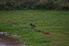Tragelaphus spekii gratus