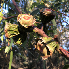 Eucalyptus erythrocorys