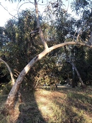 Eucalyptus erythrocorys