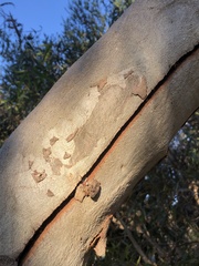 Eucalyptus erythrocorys