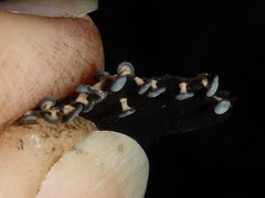 Diderma hemisphaericum