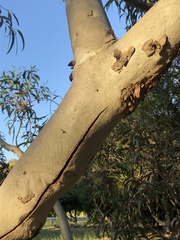 Eucalyptus erythrocorys