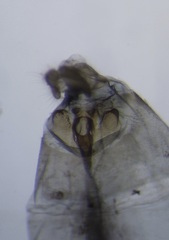 Olethreutes clavana