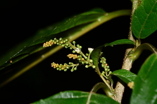 Image of Maesa indica by no rights reserved
