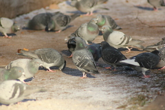 Columba livia domestica