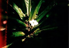 Cyrtandra hawaiensis