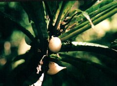 Cyrtandra hawaiensis