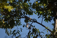 Prionops rufiventris