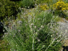 Ptilostemon gnaphaloides