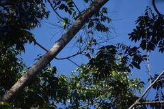 Prionops rufiventris