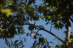 Prionops rufiventris