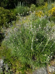 Ptilostemon gnaphaloides