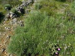 Ptilostemon gnaphaloides