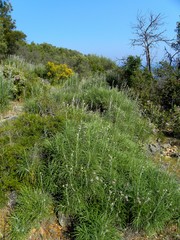 Ptilostemon gnaphaloides
