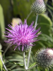 Ptilostemon gnaphaloides