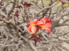 Jatropha macrantha