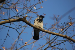 Corvus cornix