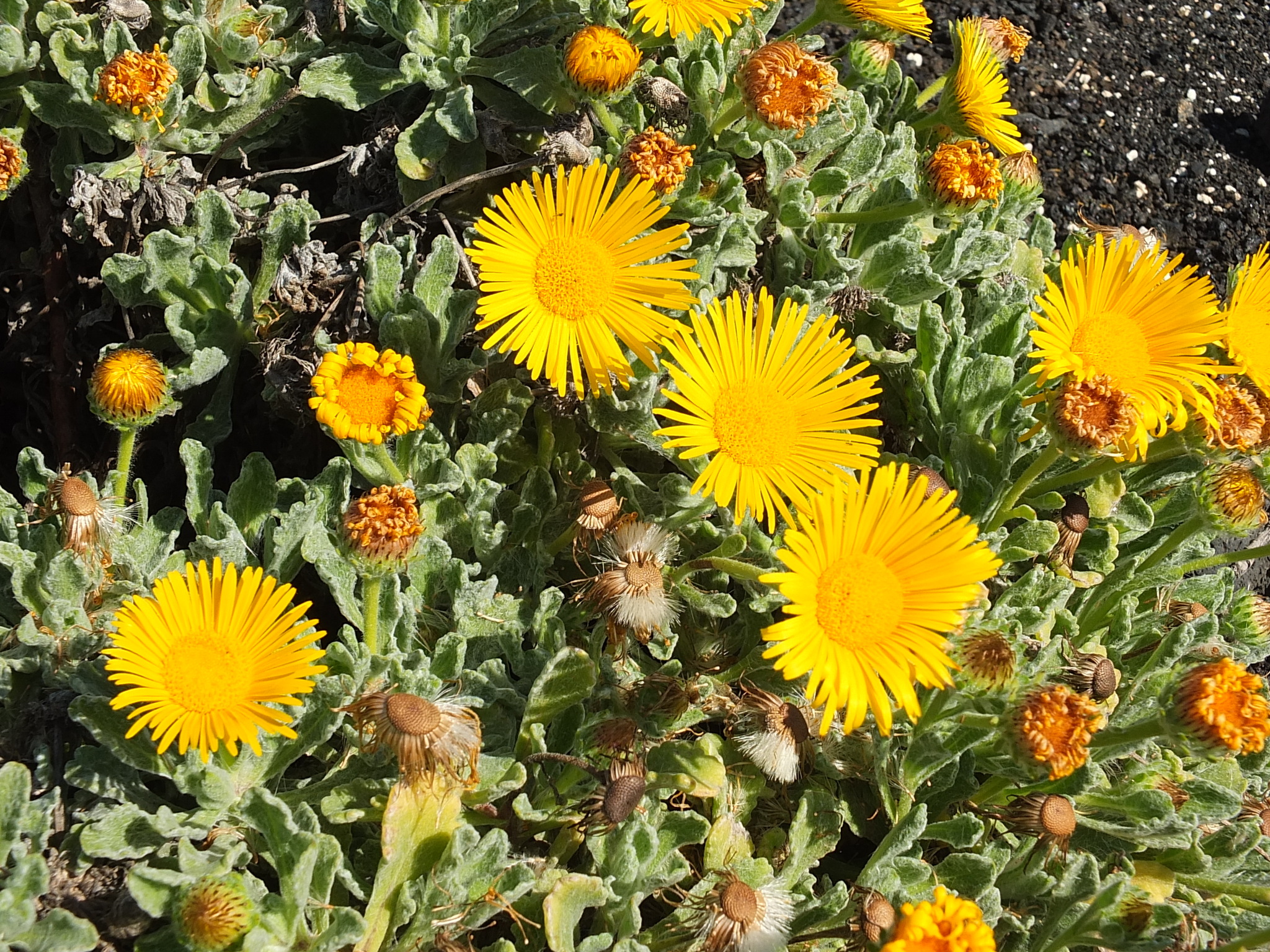 Pulicaria purpuraria