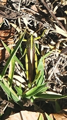 Schistocerca obscura