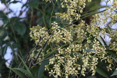 Cyrtochilum ramosissimum