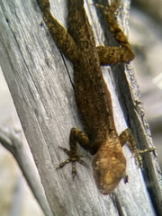 Anolis scriptus scriptus