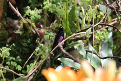 Coeligena helianthea