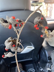 Erythrina herbacea