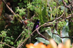 Coeligena helianthea