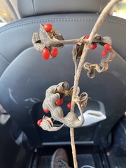 Erythrina herbacea