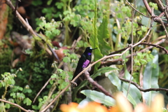 Coeligena helianthea