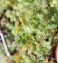 Nemophila pedunculata