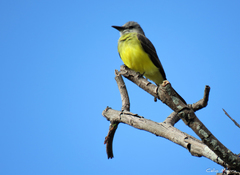 Tyrannus melancholicus