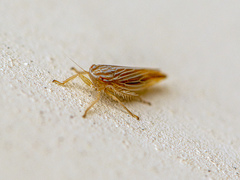 Mocydia crocea