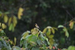 Pachyphantes superciliosus