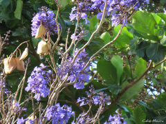 Jacaranda brasiliana