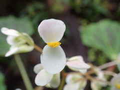 Begonia plebeja