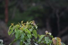 Pachyphantes superciliosus