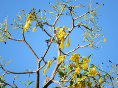 Tabebuia aurea