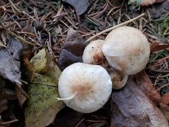 Inocybe pudica